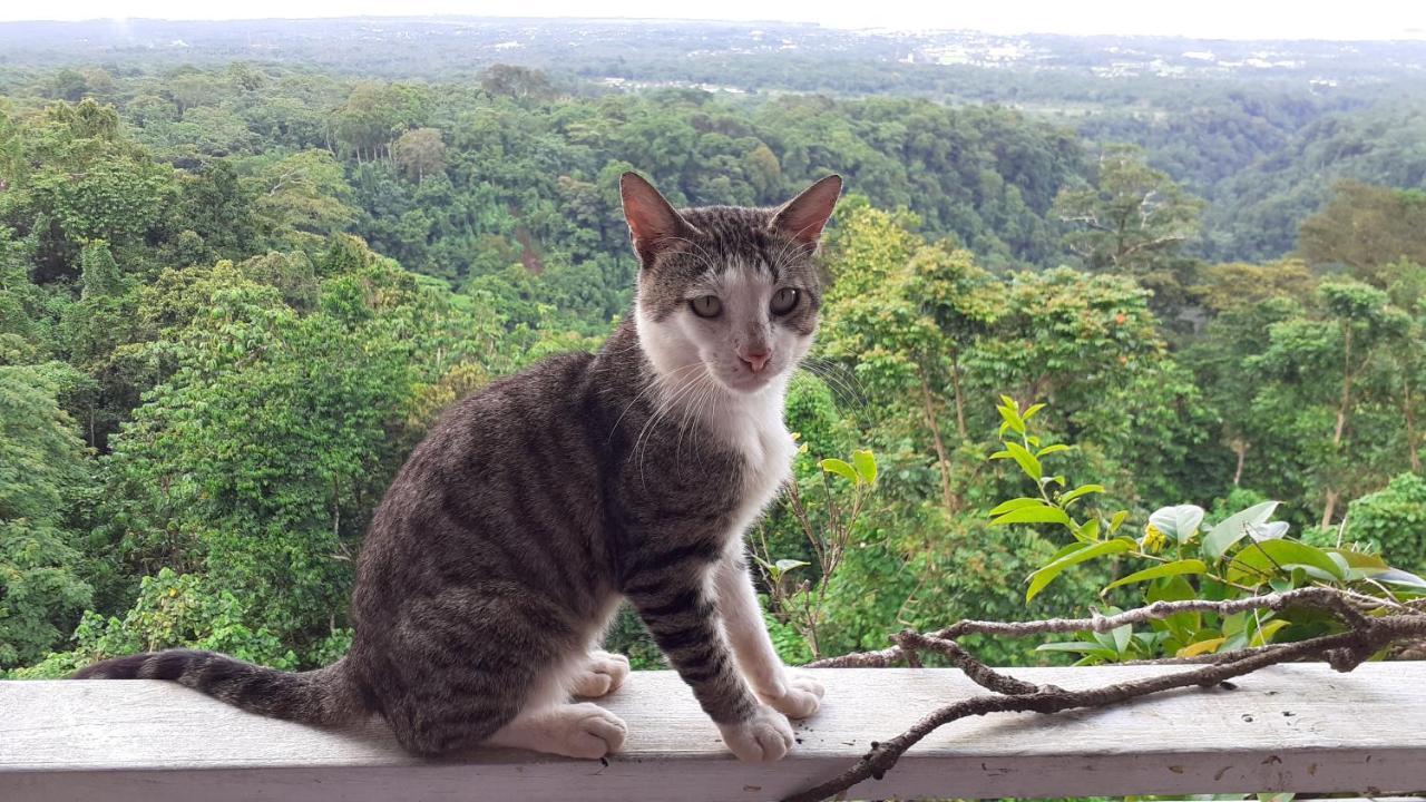 Dave Parker Eco Lodge Hotel อาเพีย ภายนอก รูปภาพ